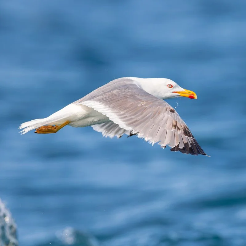 Yellow-legged-gull_Spain_ebro_delta_photo_bird_birding.jpg