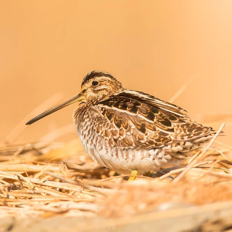 Common-Snipe_Spain_Ebro_delta_photo_birding_bird.jpg
