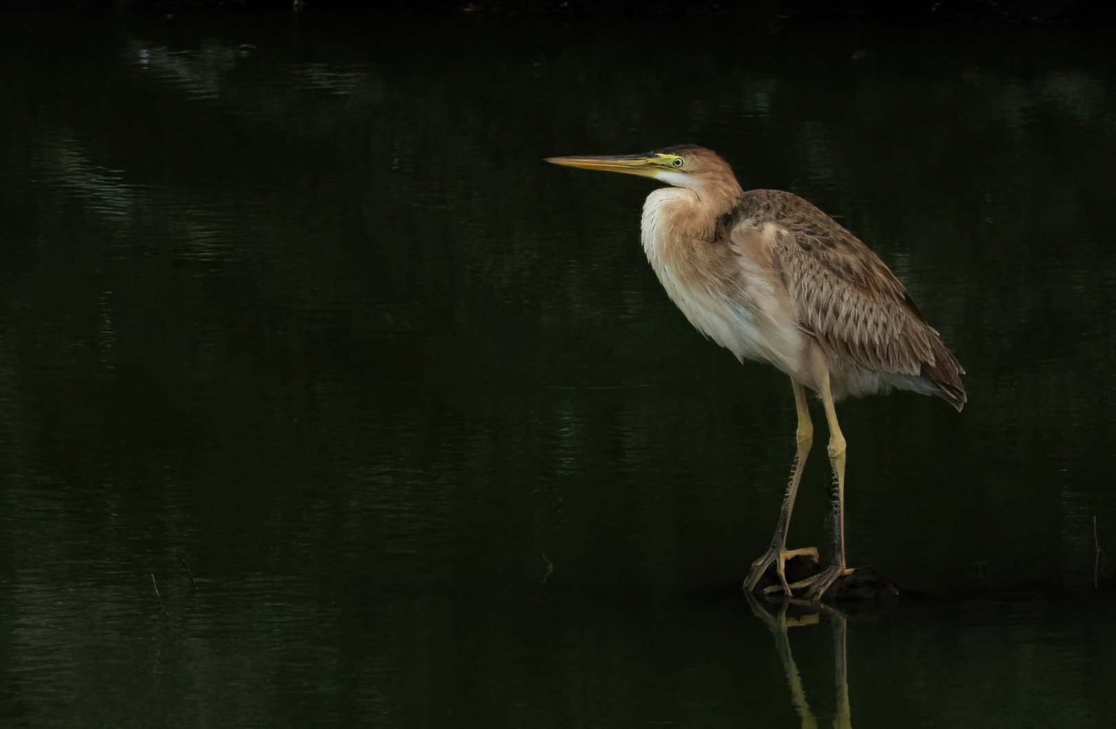 Bourne's (Purple) Heron_Eduard Sangster.jpg