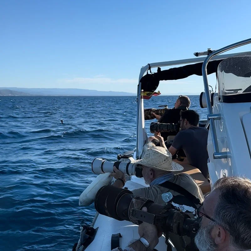 Mediterranean-storm-petrel_Spain_Photo_bird_birding_8.jpg