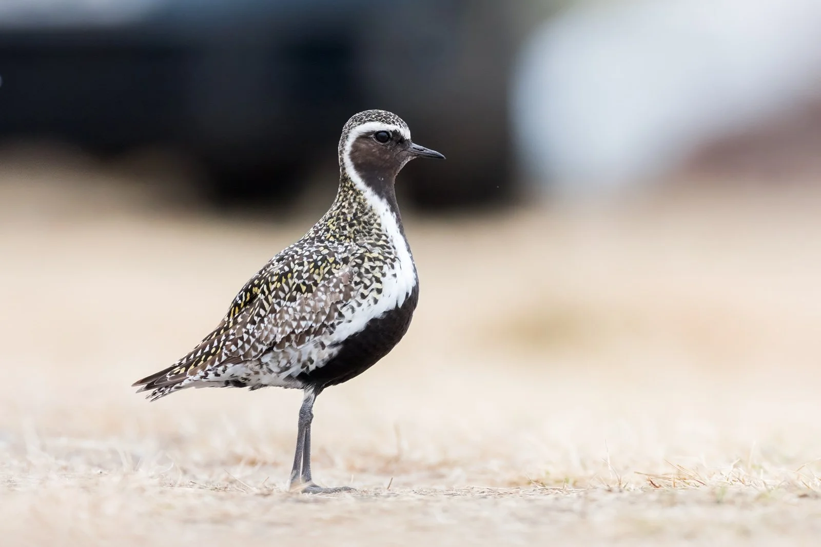 wader_golden_plover_photography_finland_arctic_varanger_norway_tour_premium_bespoke_birding.jpg