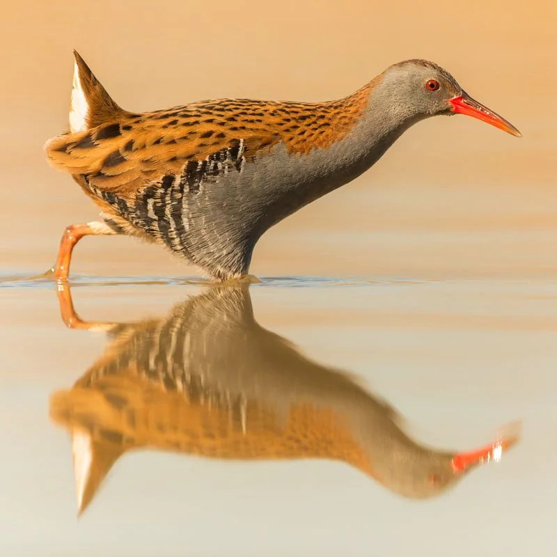Water-rail_Spain_birding_bird_photo_ebro_delta.jpg