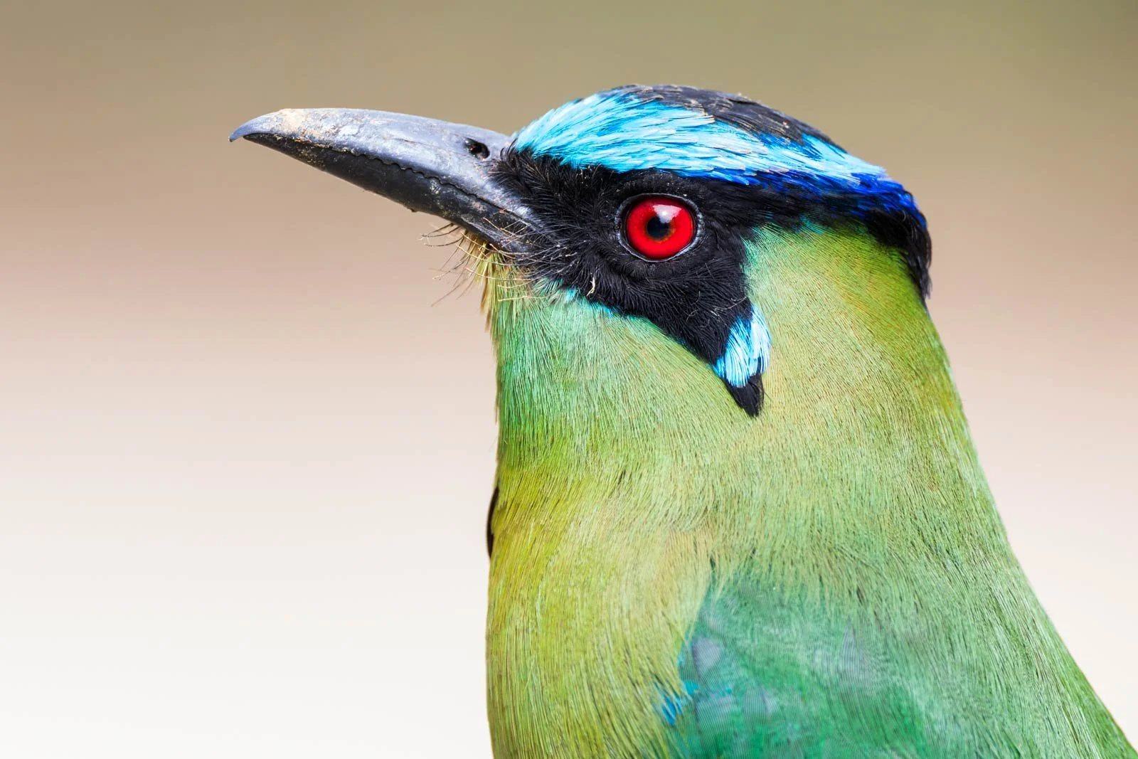 Andean-Motmot_Colombia_birding_bird_photo.jpg