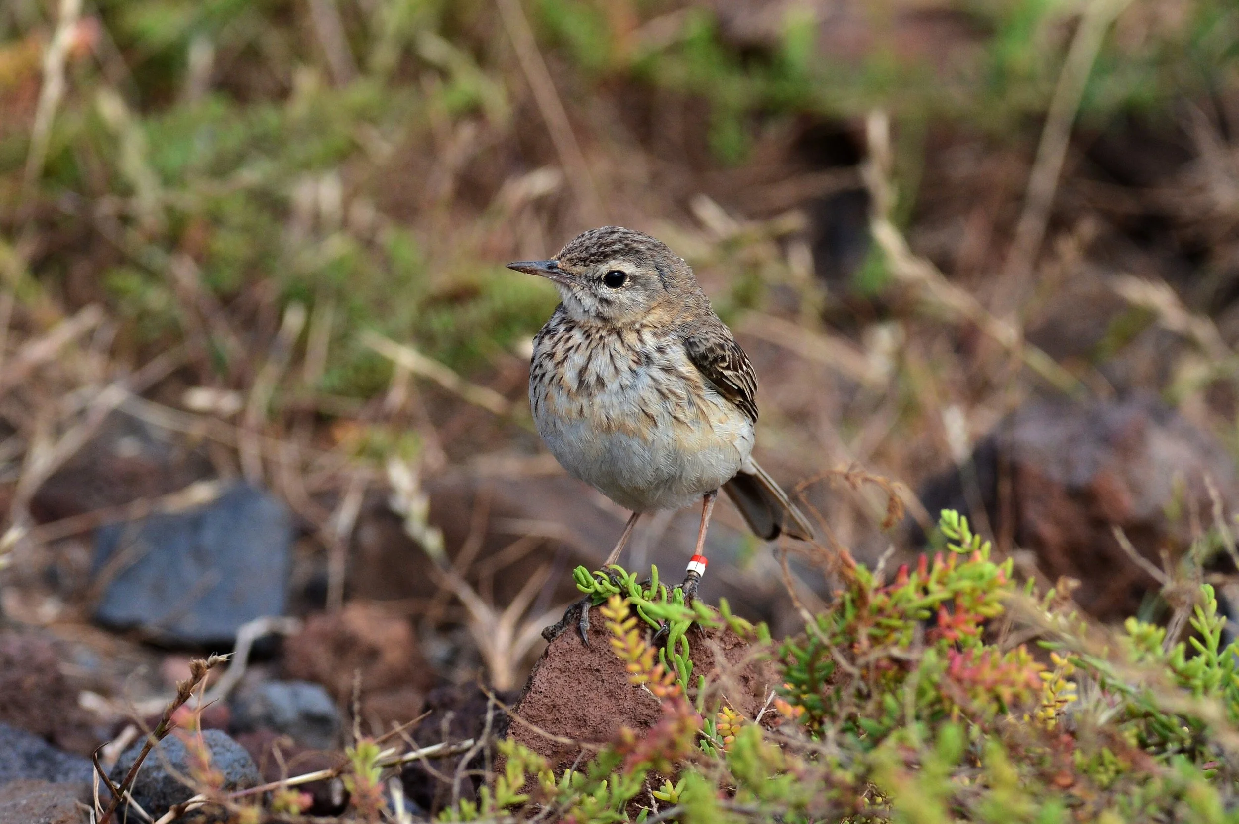 Berthelot's Pipit_Laurens Steijn.jpg