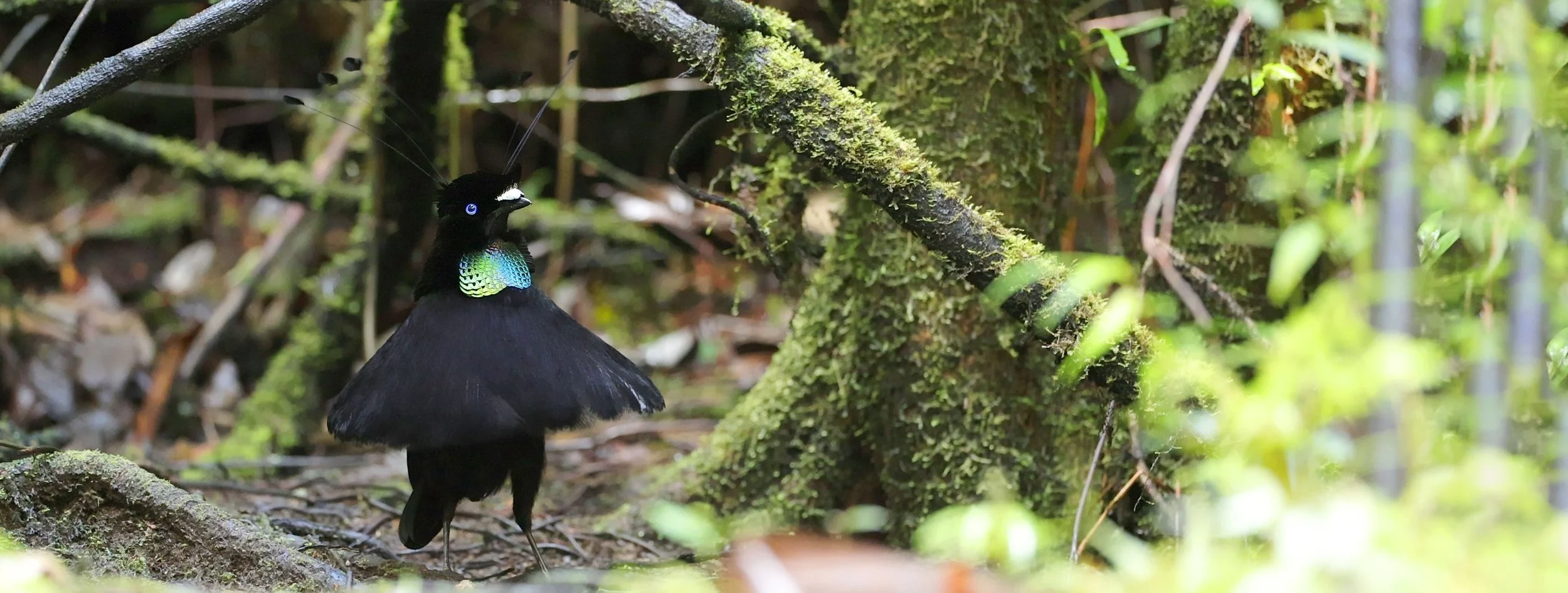 Papua-New-Guinea_Lowess_Parotia_Dancing_Bird-of-Paradise_Rafael-Armada_Warbler-Tours_Bird_Photography_Birding_26x10_male..jpg