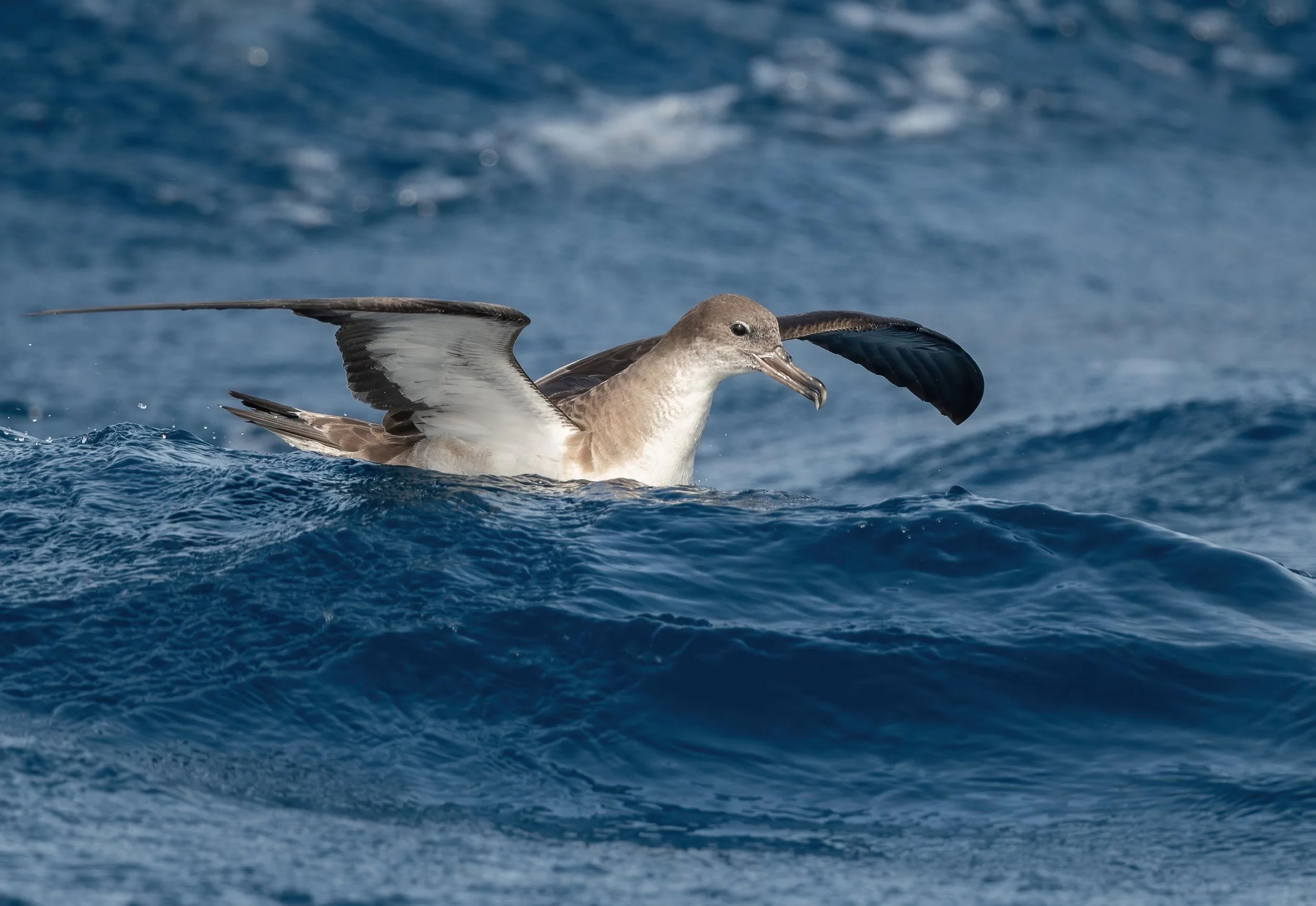 Cape Verde Shearwater_Eduard Sangster.jpg
