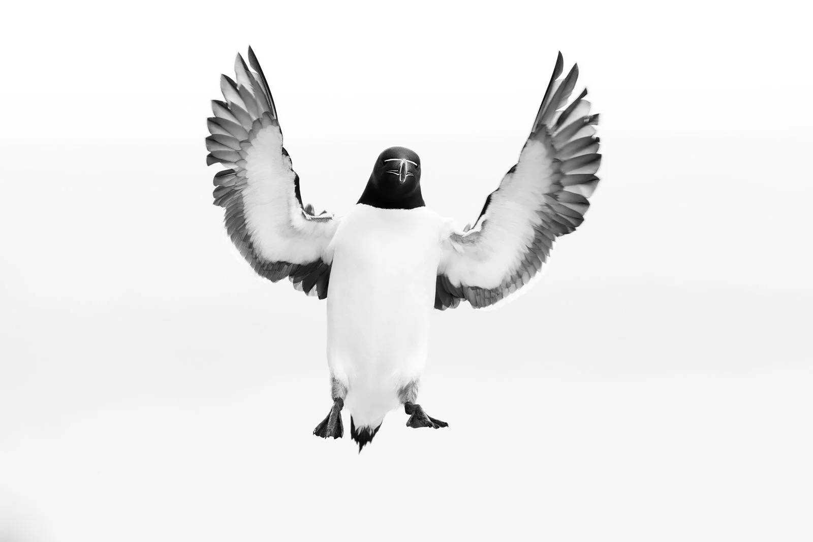 auks_razorbill_varanger_hornoya_norway_photography_birding_custom_bespoke_premium_best_art.jpg