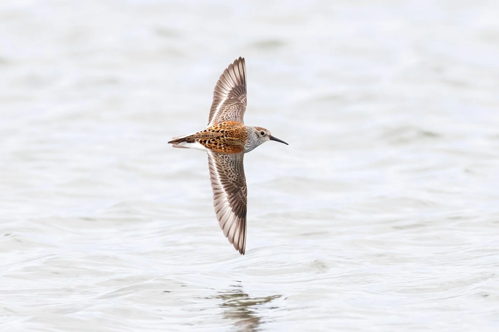 wader_dunlin_photography_finland_arctic_varanger_norway_tour_premium_bespoke_birding.jpg