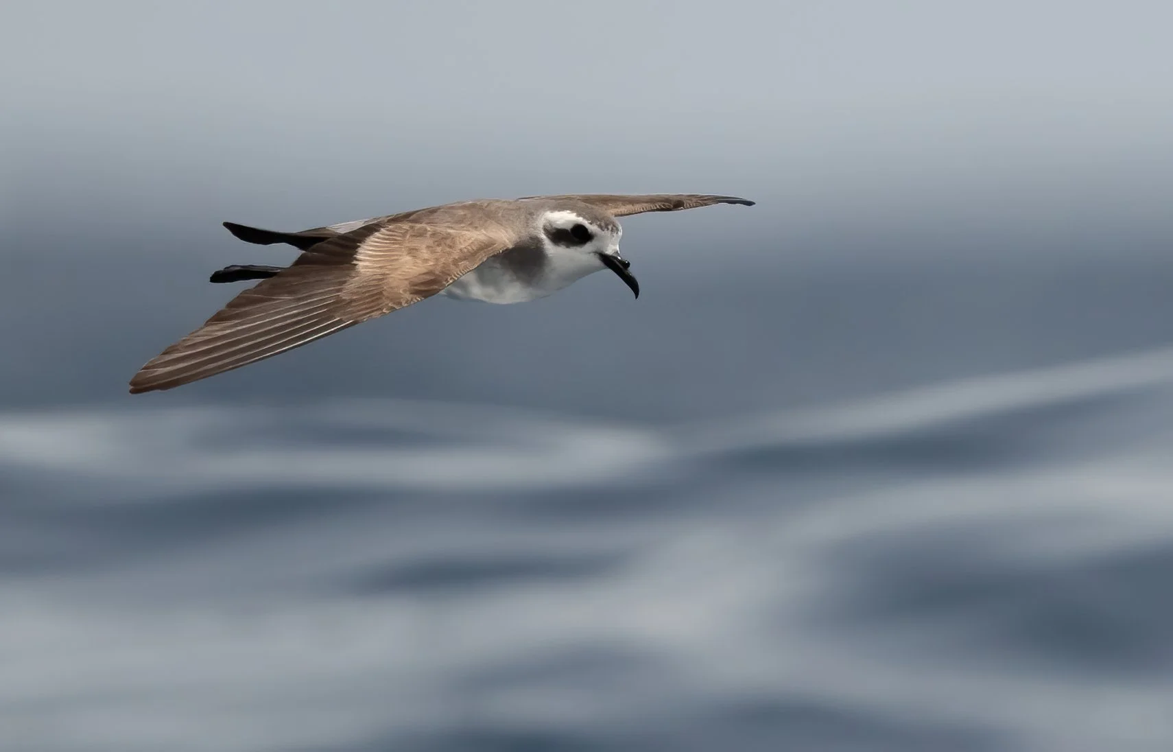 White-faced Storm-Petrel_Eduard Sangster.jpg
