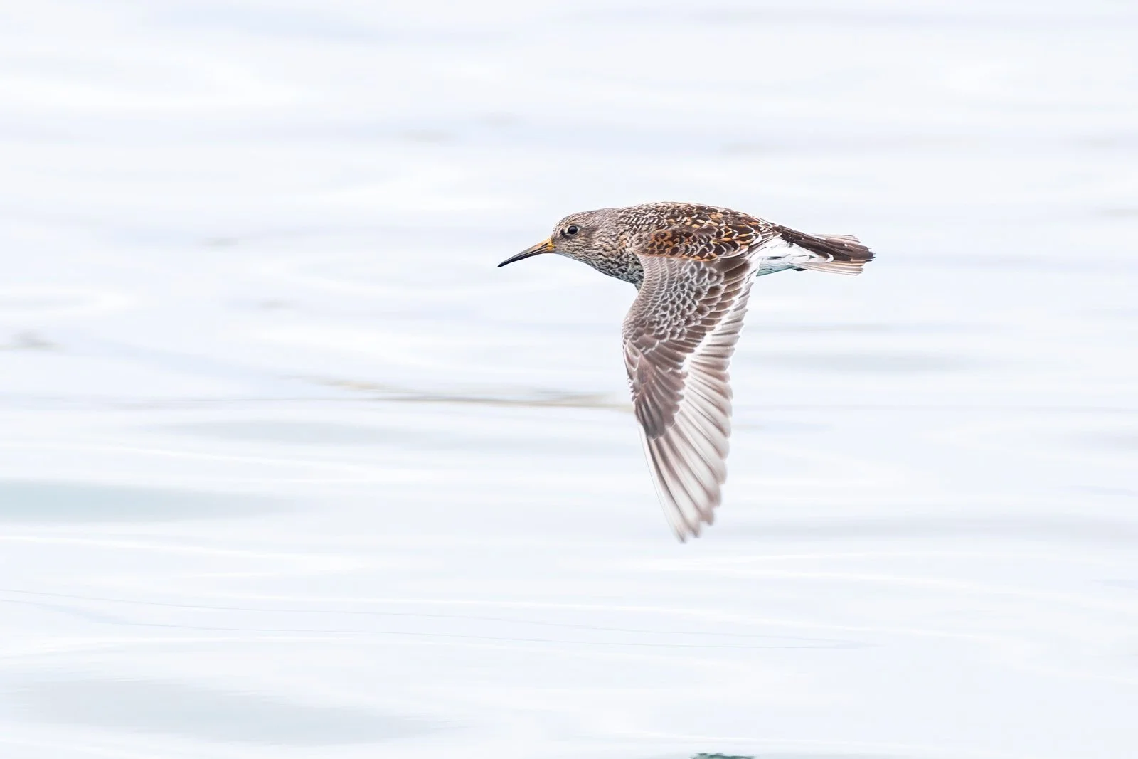 wader_purple_sandpiper_photography_finland_arctic_varanger_norway_tour_premium_bespoke_birding.jpg