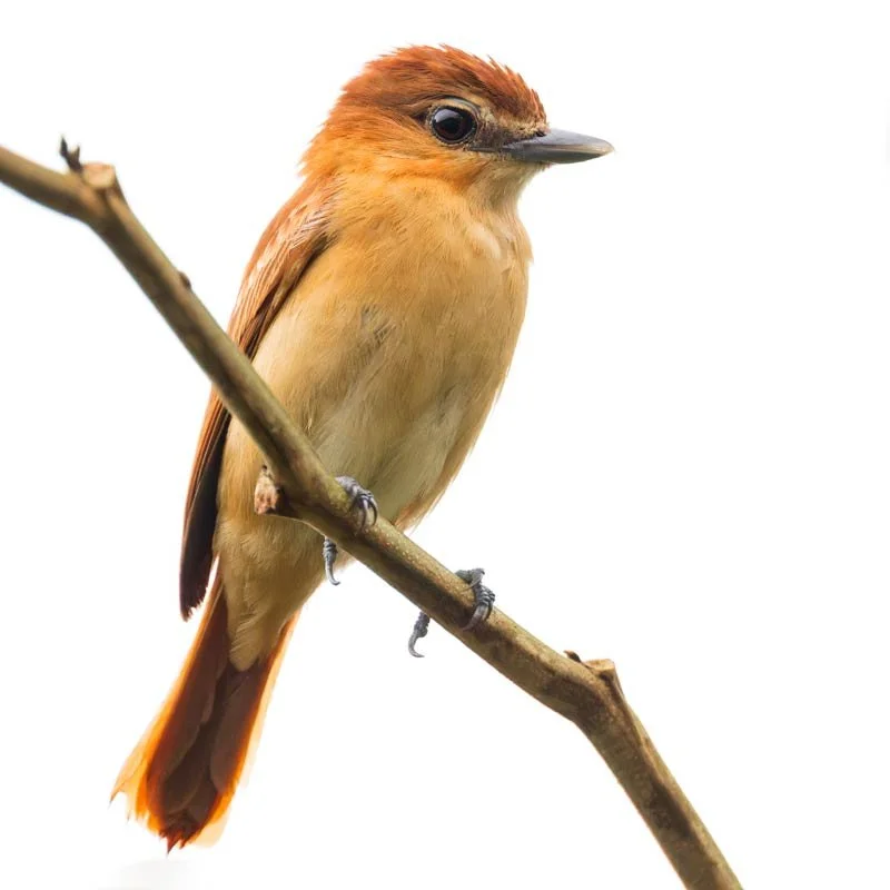 Cinnamon-Becard_Colombia_birding_bird_photo.jpg