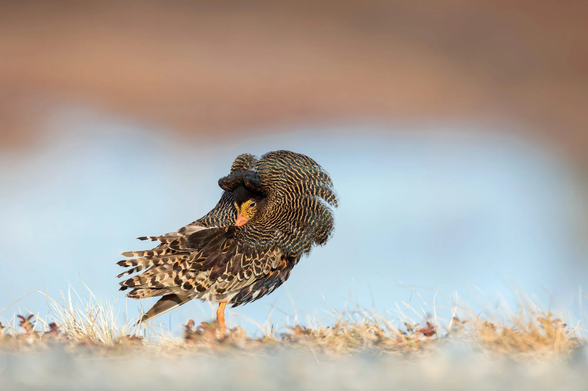 wader_ruff_photography_finland_arctic_varanger_norway_tour_premium_bespoke_birding_3.jpg