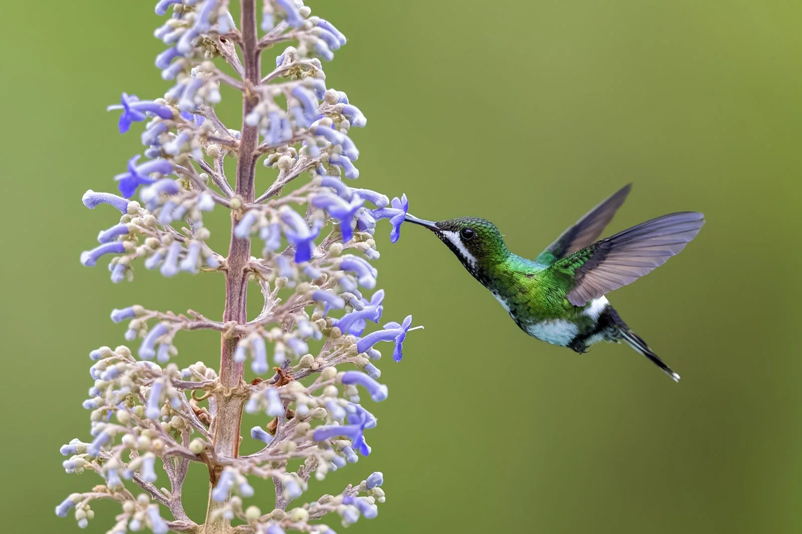 Green_Thorntail_Hummingbird_florida_birding_colombia_cali_bird_photography_photo_tours_trips_bespoke_custom_private_endemic_dona_dora.jpg