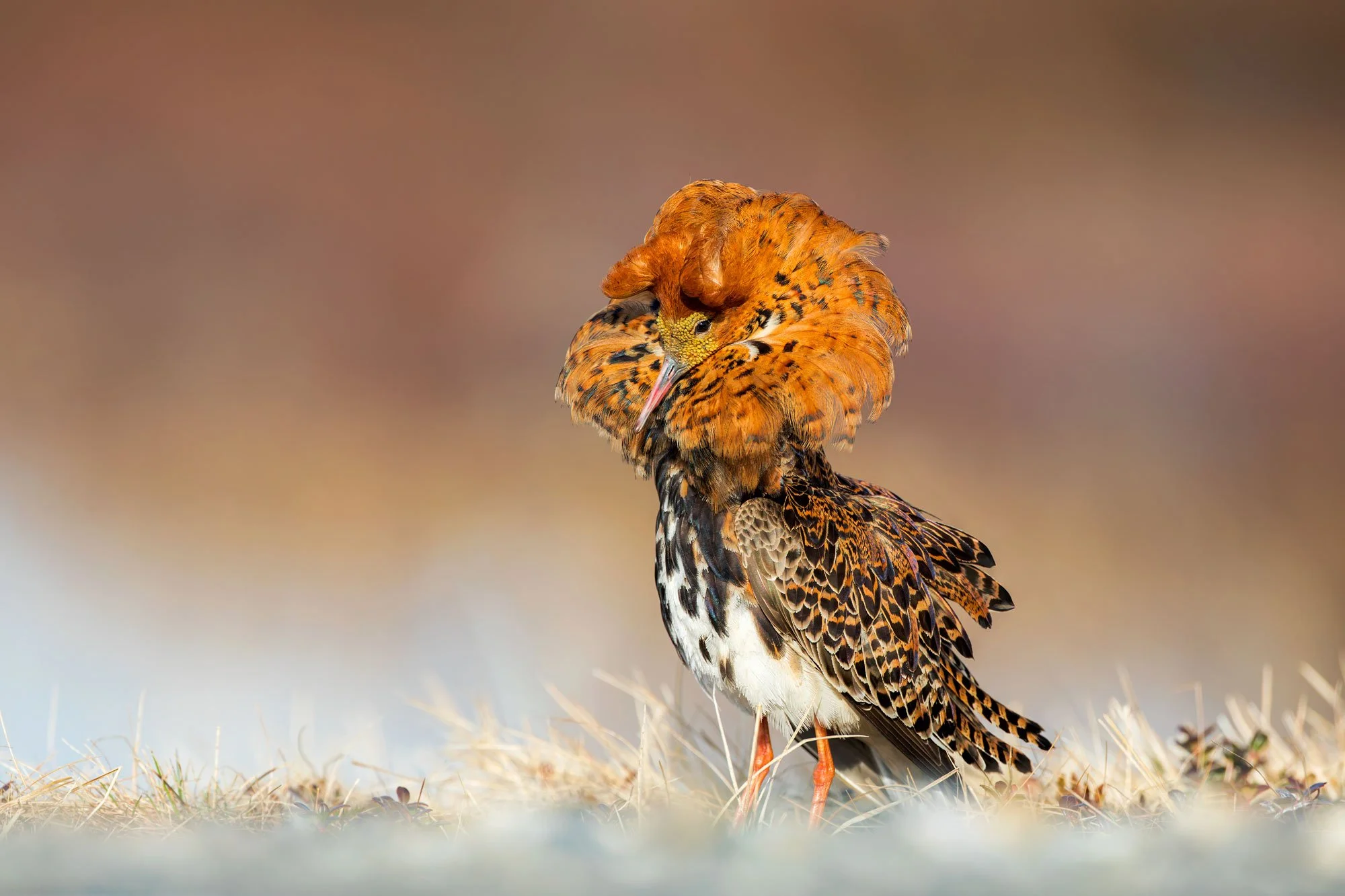 wader_ruff_photography_finland_arctic_varanger_norway_tour_premium_bespoke_birding_2.jpg