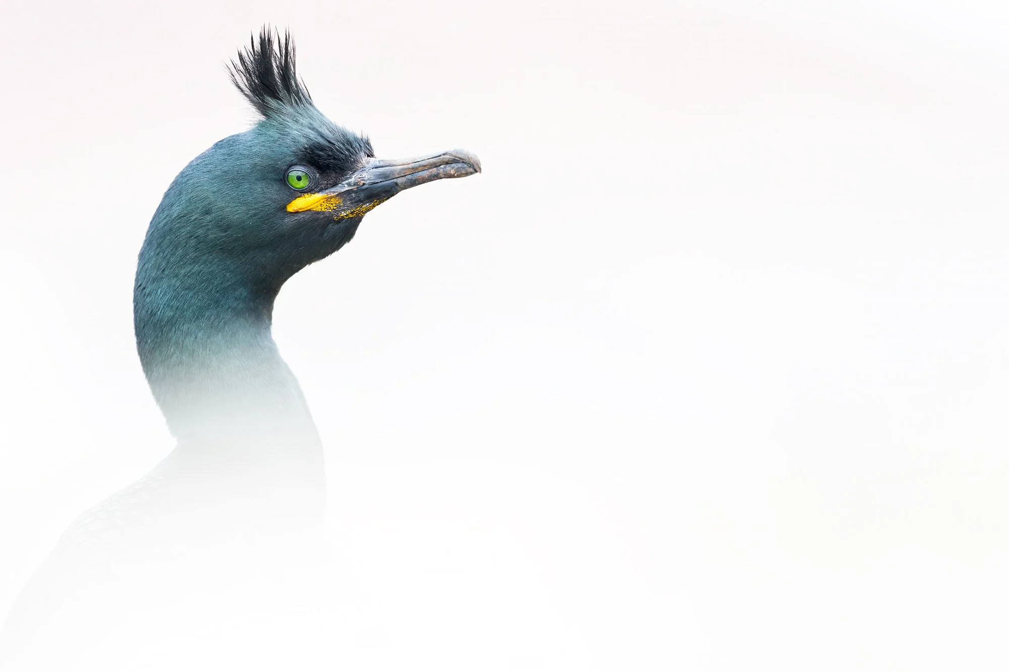 shag_cormorant_hornoya_seabird_photography_finland_arctic_varanger_norway_tour_premium_bespoke_birding.jpg