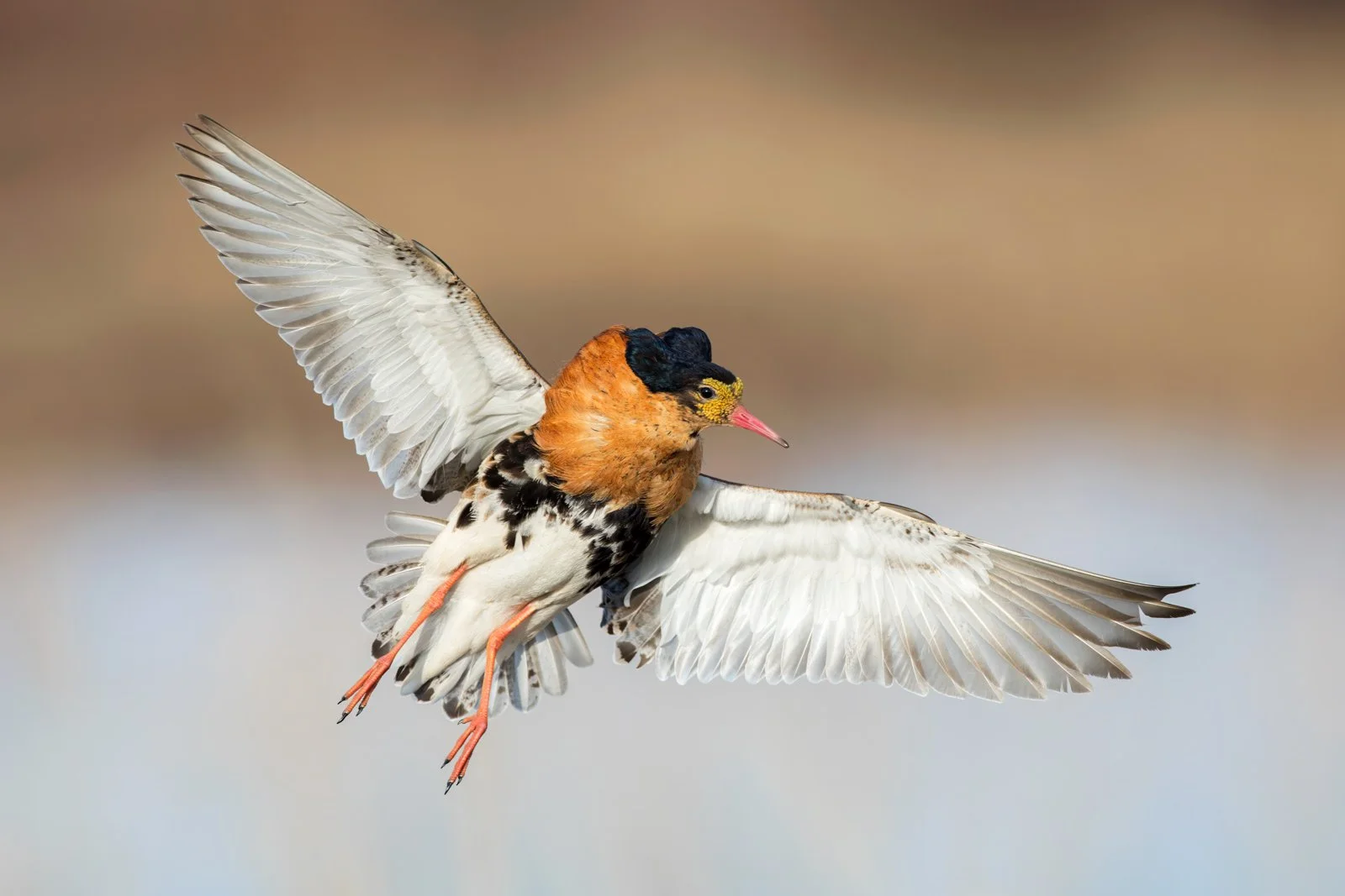 wader_ruff_photography_finland_arctic_varanger_norway_tour_premium_bespoke_birding_4.jpg