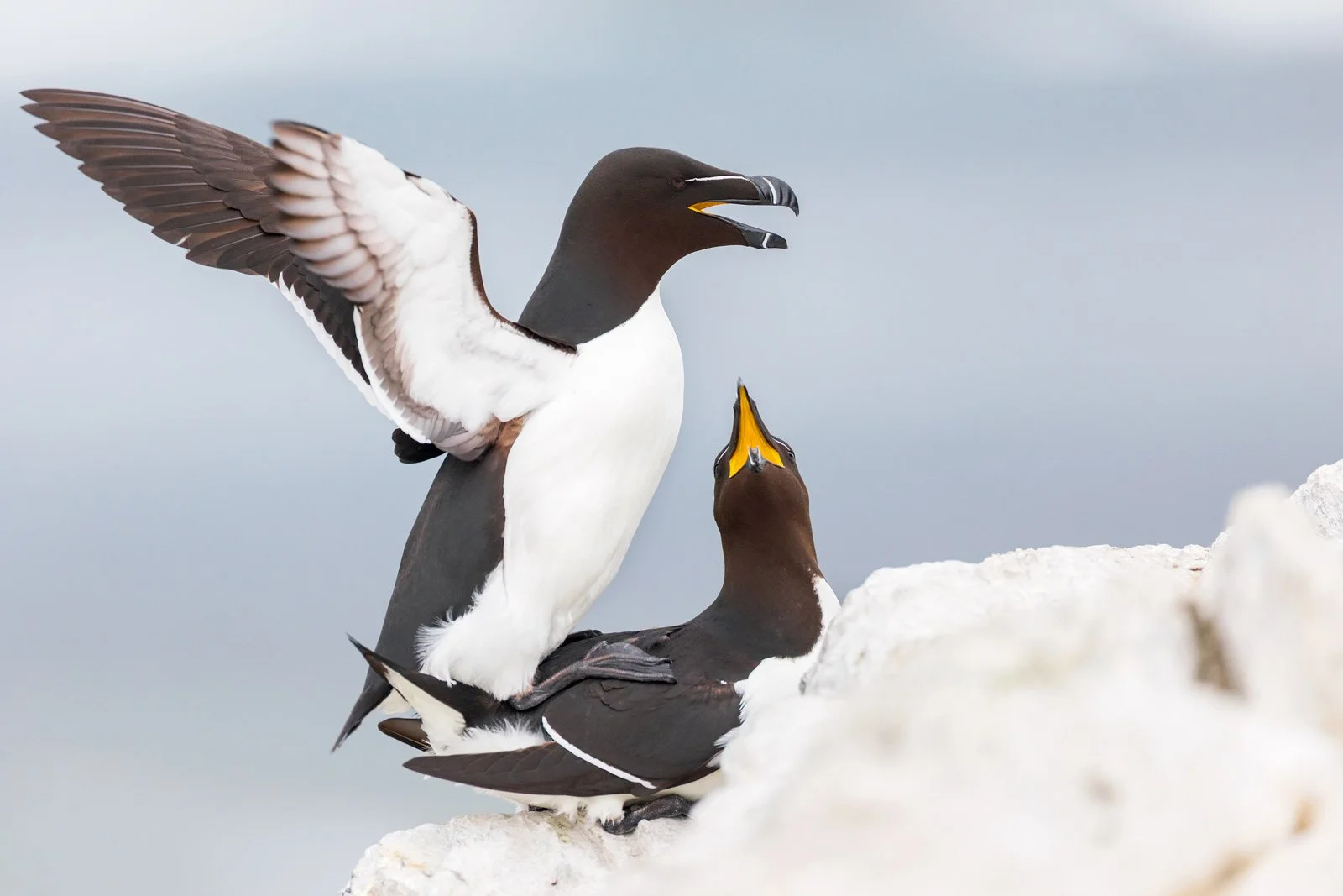 razorbill_auk_hornoya_seabird_photography_finland_arctic_varanger_norway_tour_premium_bespoke_birding.jpg