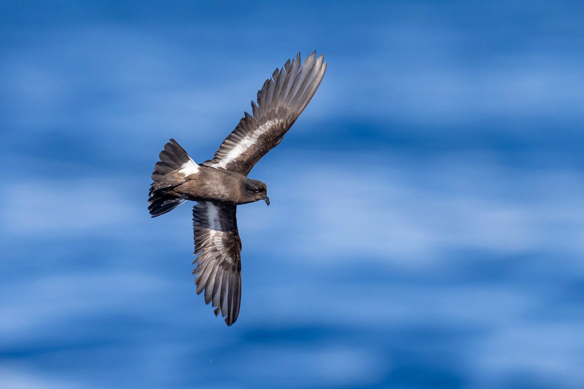 Spain-Catalonia-Barcelona-Pelagics_Warbler-Tours_Rafael-Armada_European-Mediterranean-Storm-Petrel_Hydrobates-pelagicus-melitensis_Seabirds_Bird-Photography_3.jpg