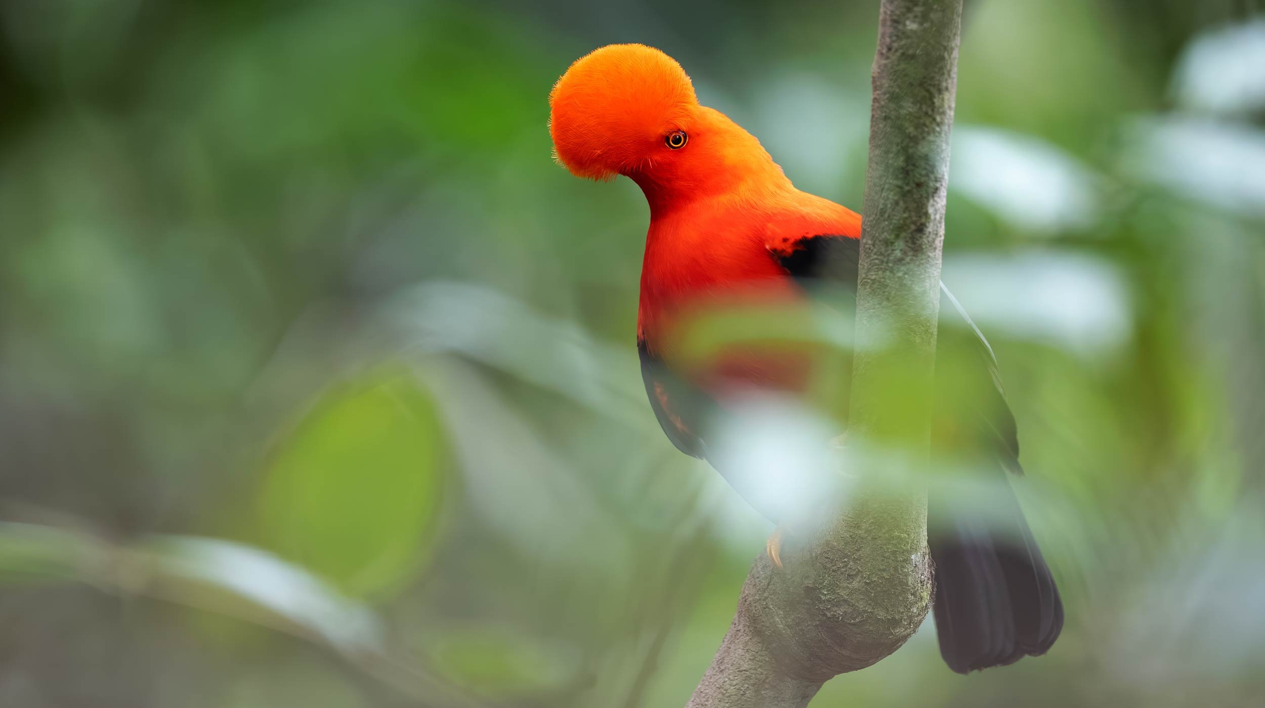 Andean-cock-of-the-rock_Colombia_birding_photo_bird.jpg