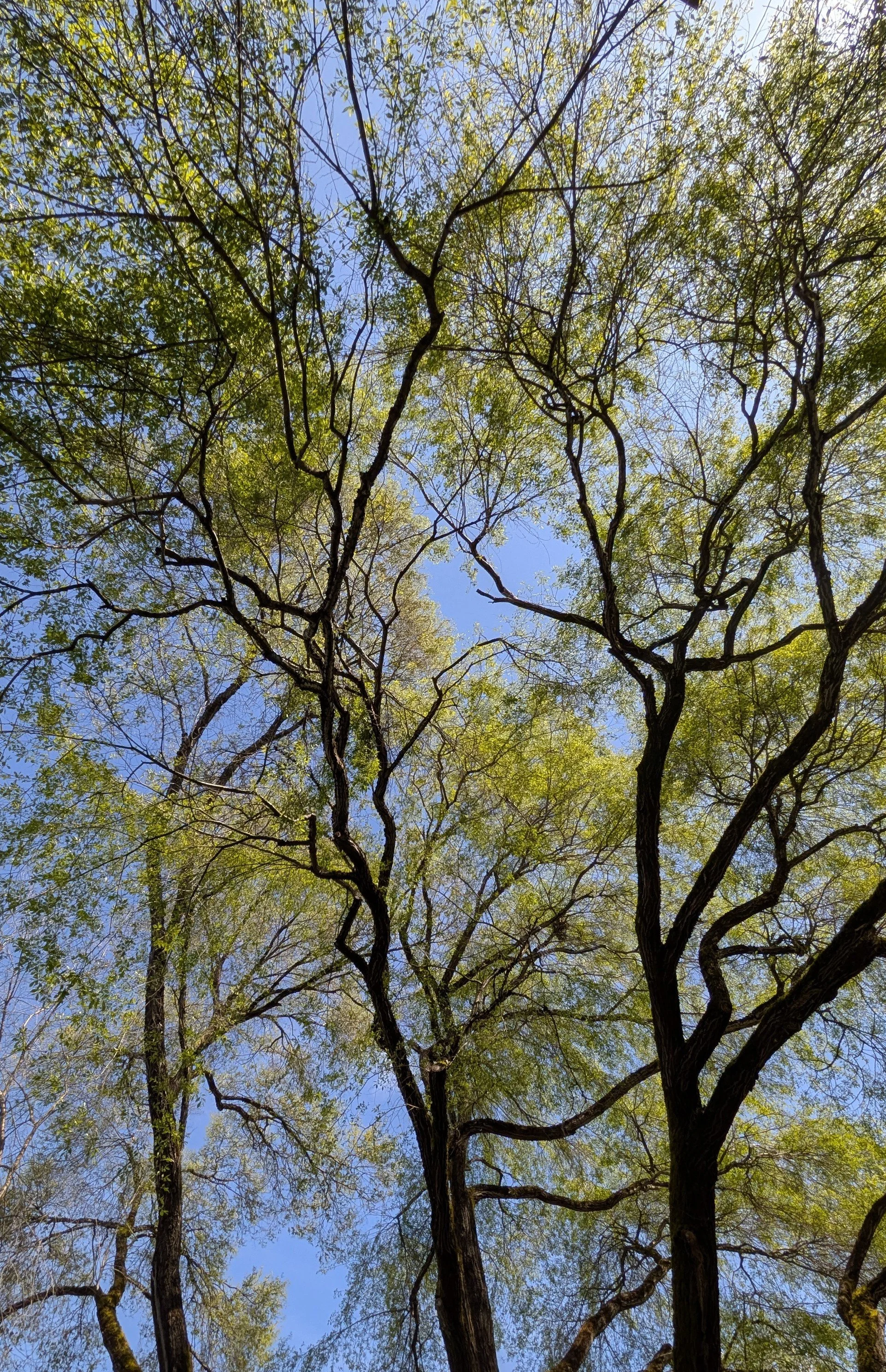 Twelve Trees