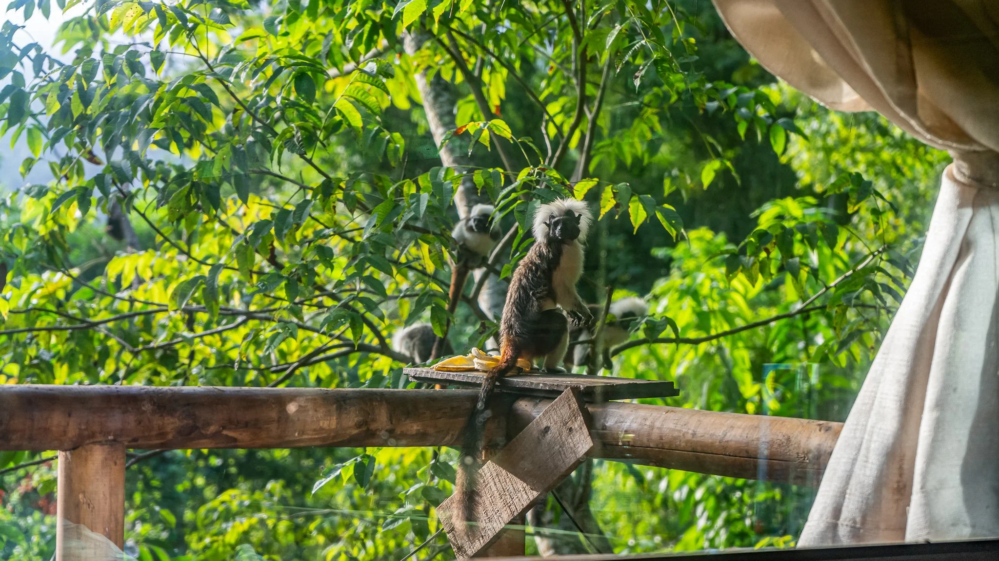 Two cotton top tamarins on a wooden platform in a lush green forest, with one facing directly toward the camera and the other partially visible behind leaves.