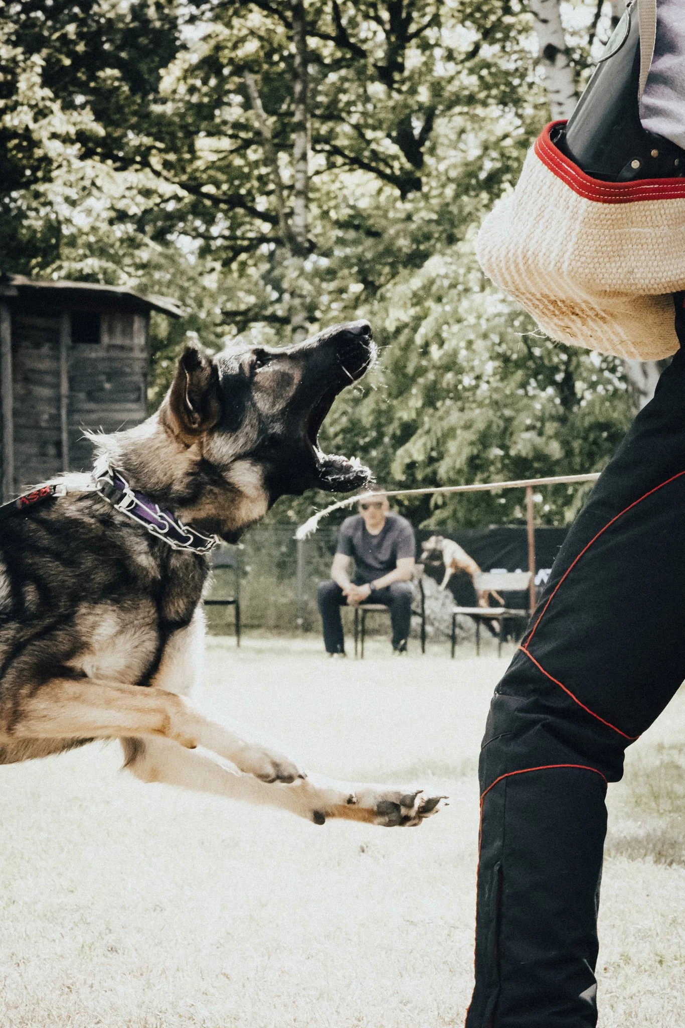 Protection Dog about to bite
