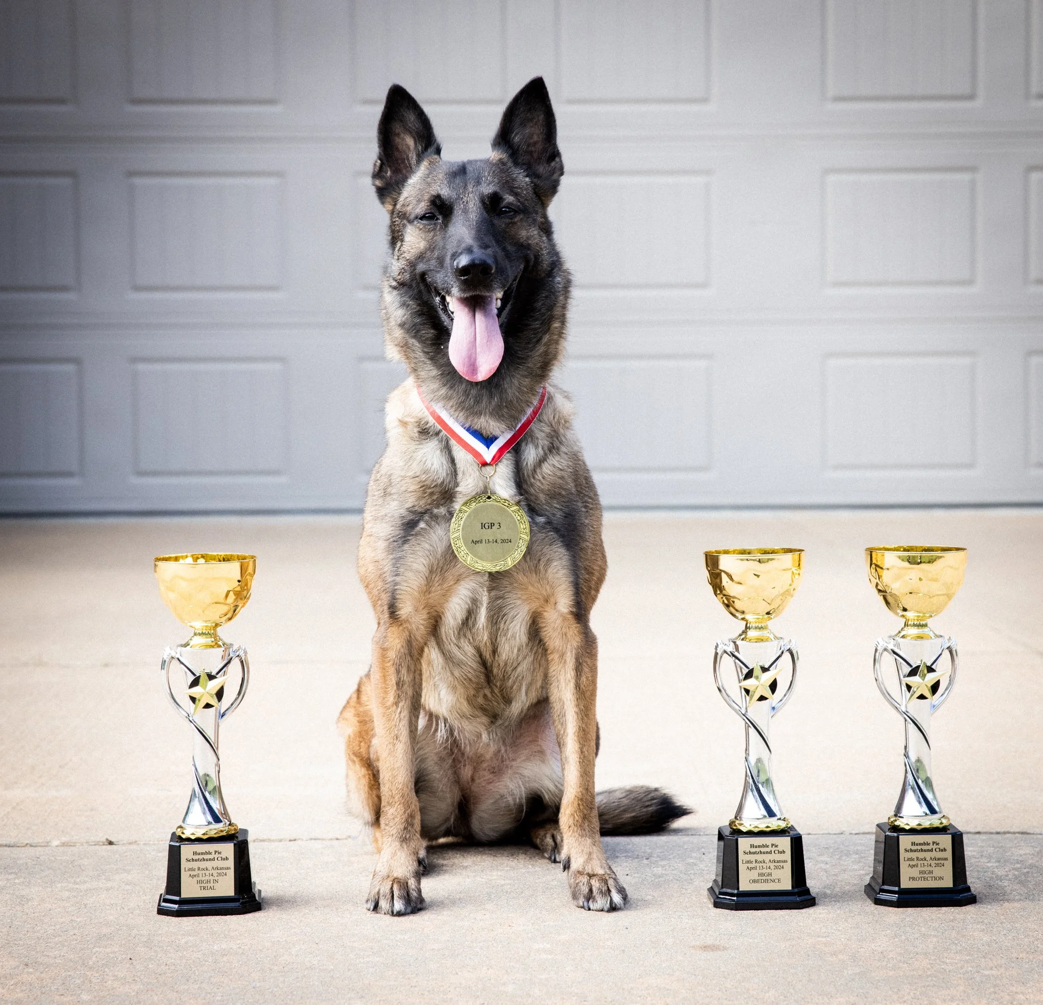 Belgian Malinois with trophies and medal.