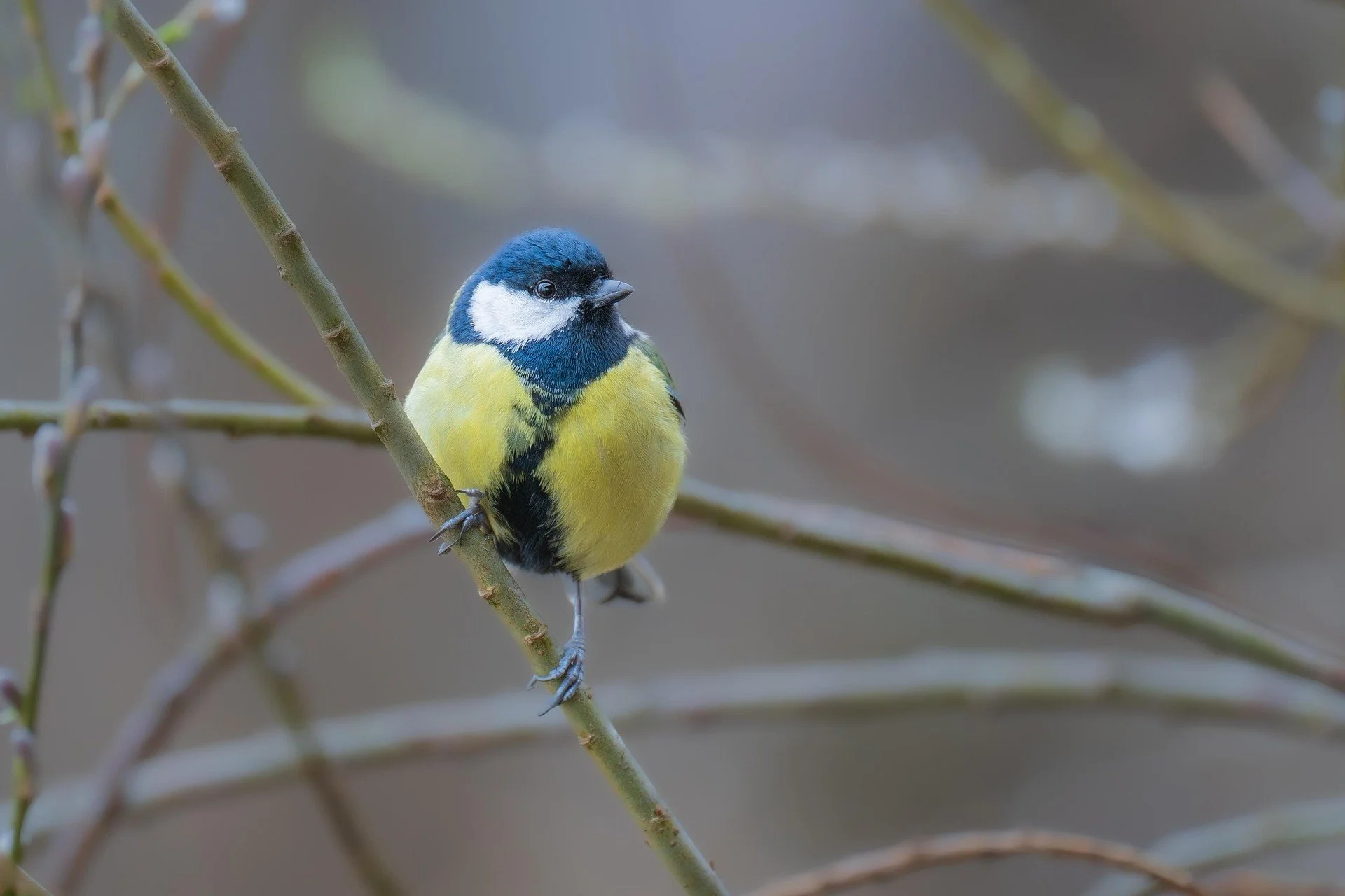 A bird with the species name as great tit sitting on a branch