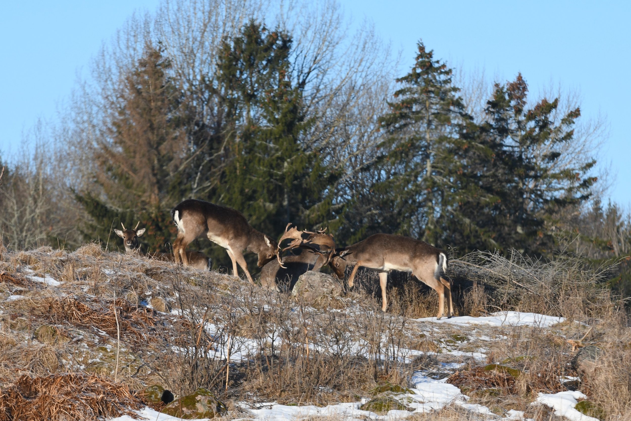 Two moose butting heads on a rock face with pine trees in the background and a confused third moose