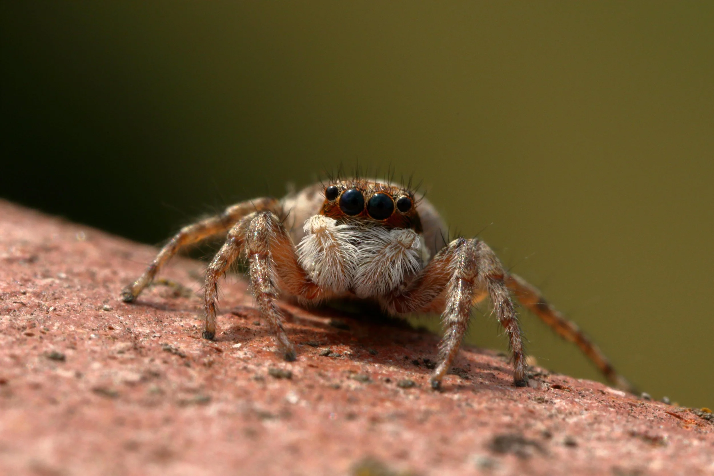 A spider just chilling man