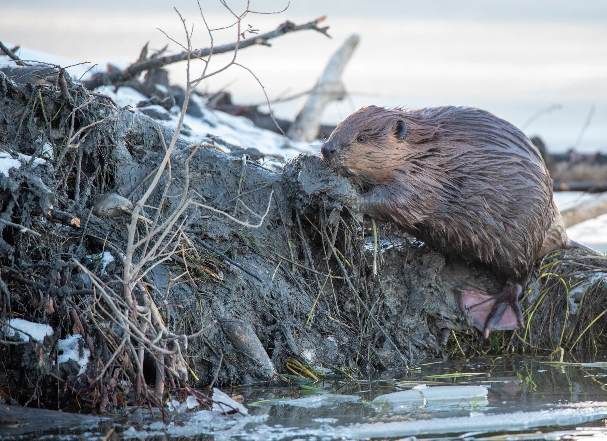 Click on the image to view Wildlife & Habitat