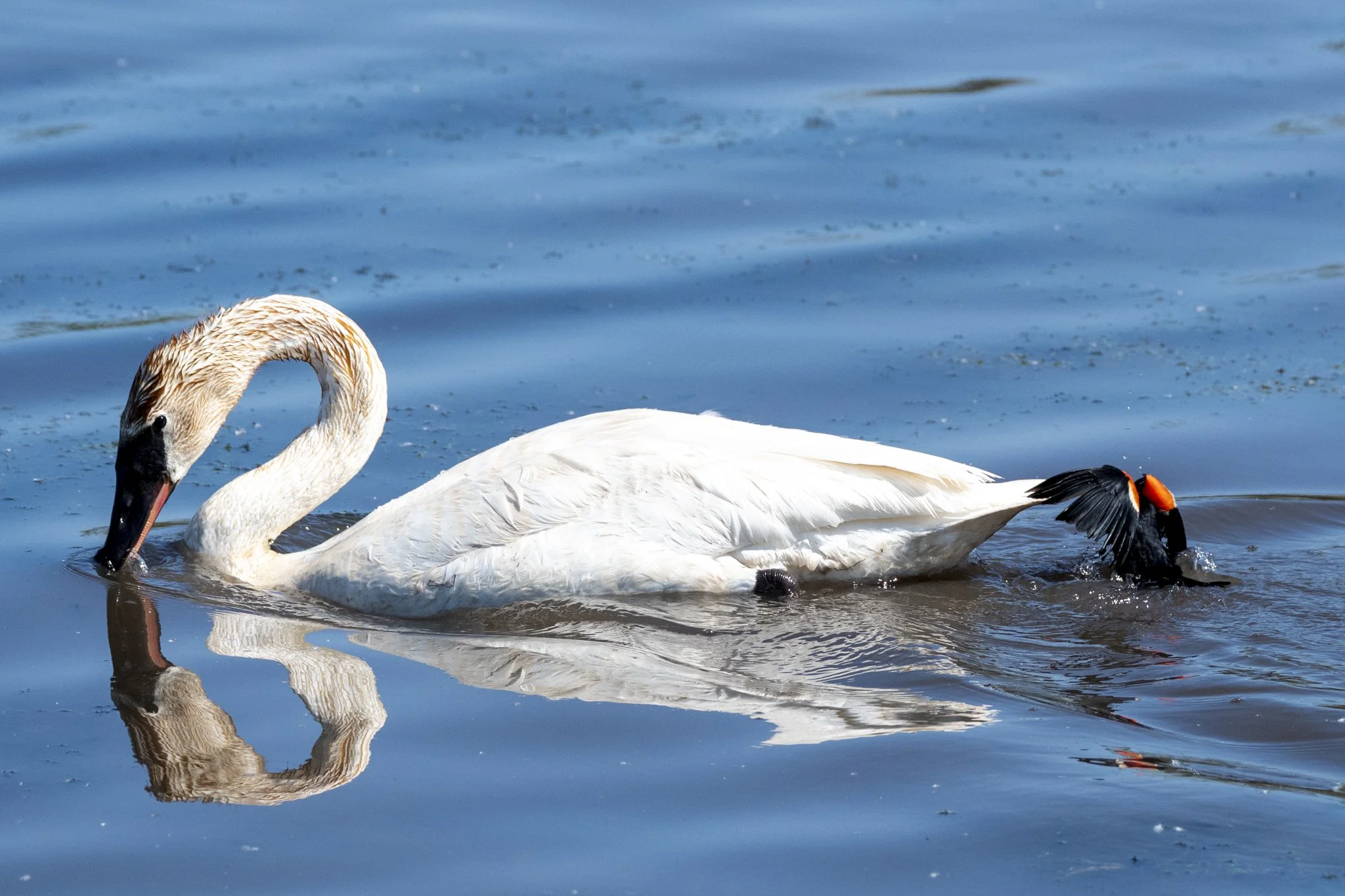 A dive-bombing Red-winged Blackbird touches its tail feathers down in the water beside a Trumpeter Swan.