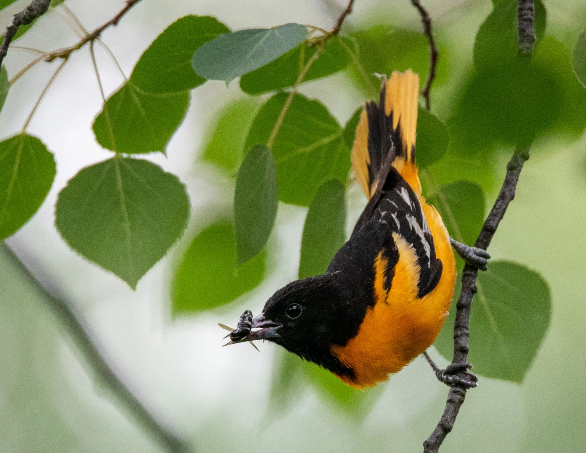 Click on the image to view Birds & Waterfowl