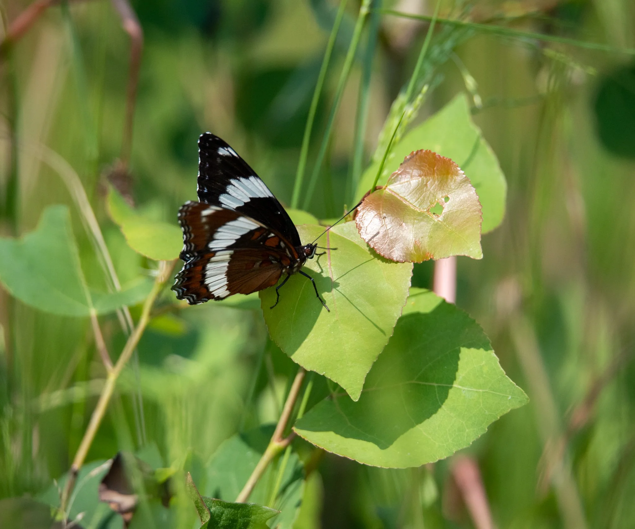 gallery2-wetland-construction-pollinators-misc-habitat-8227.jpg