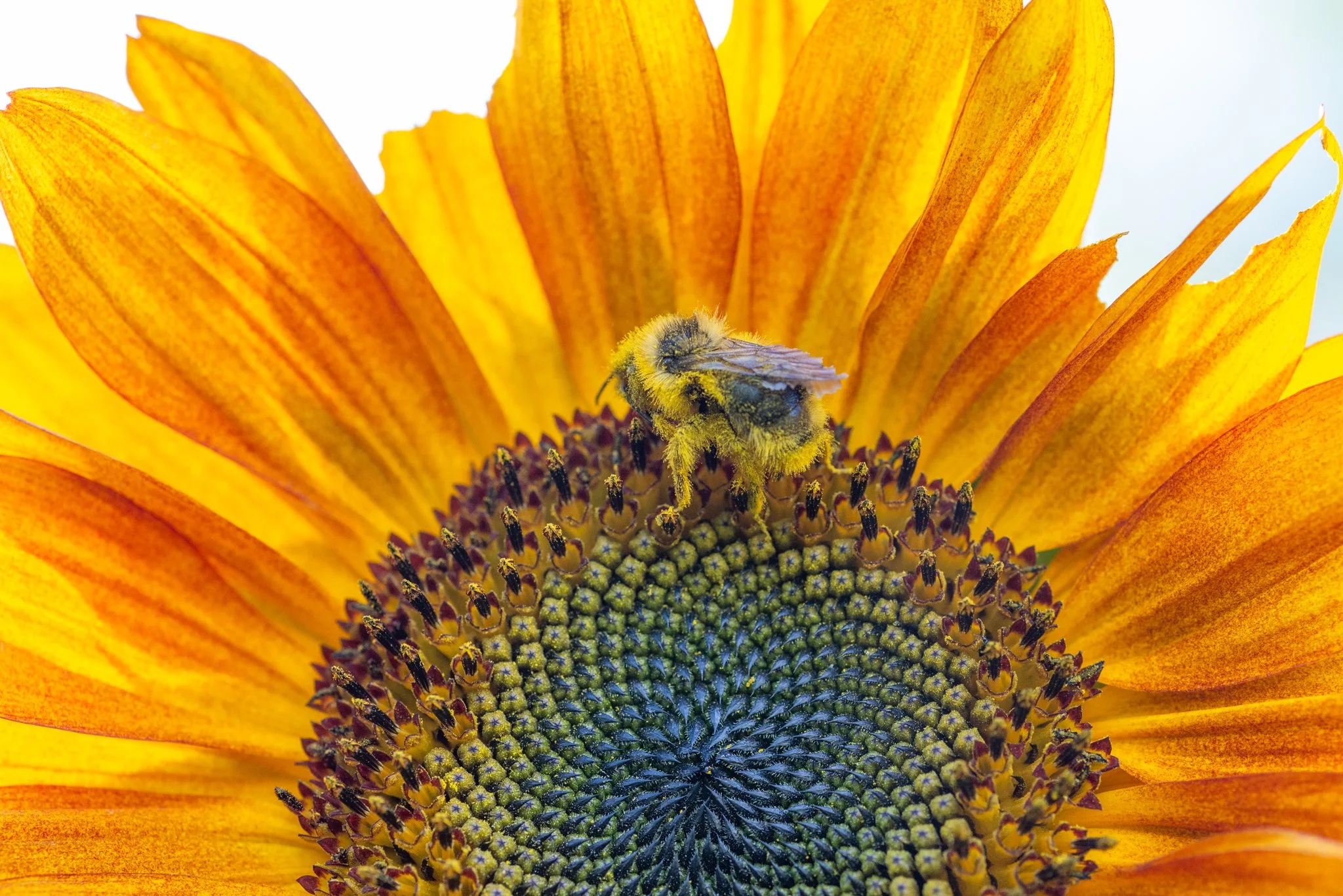 5 Favourite Nature Photos  From the Field