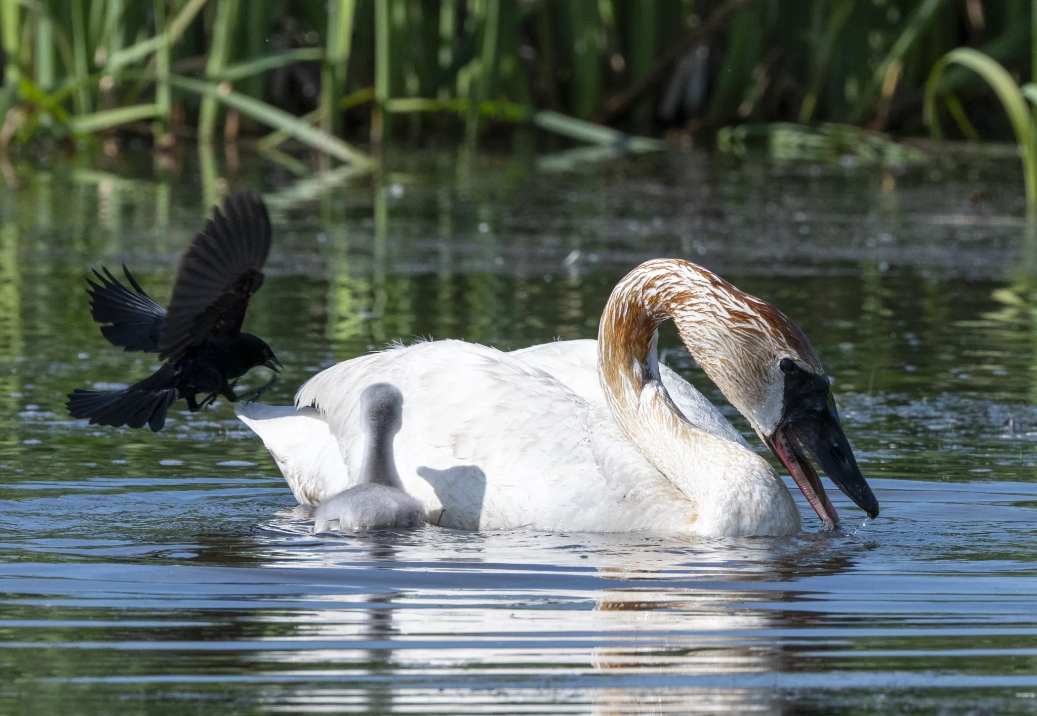 Bird Photography Tips: Are You Ready for Unexpected Moments?