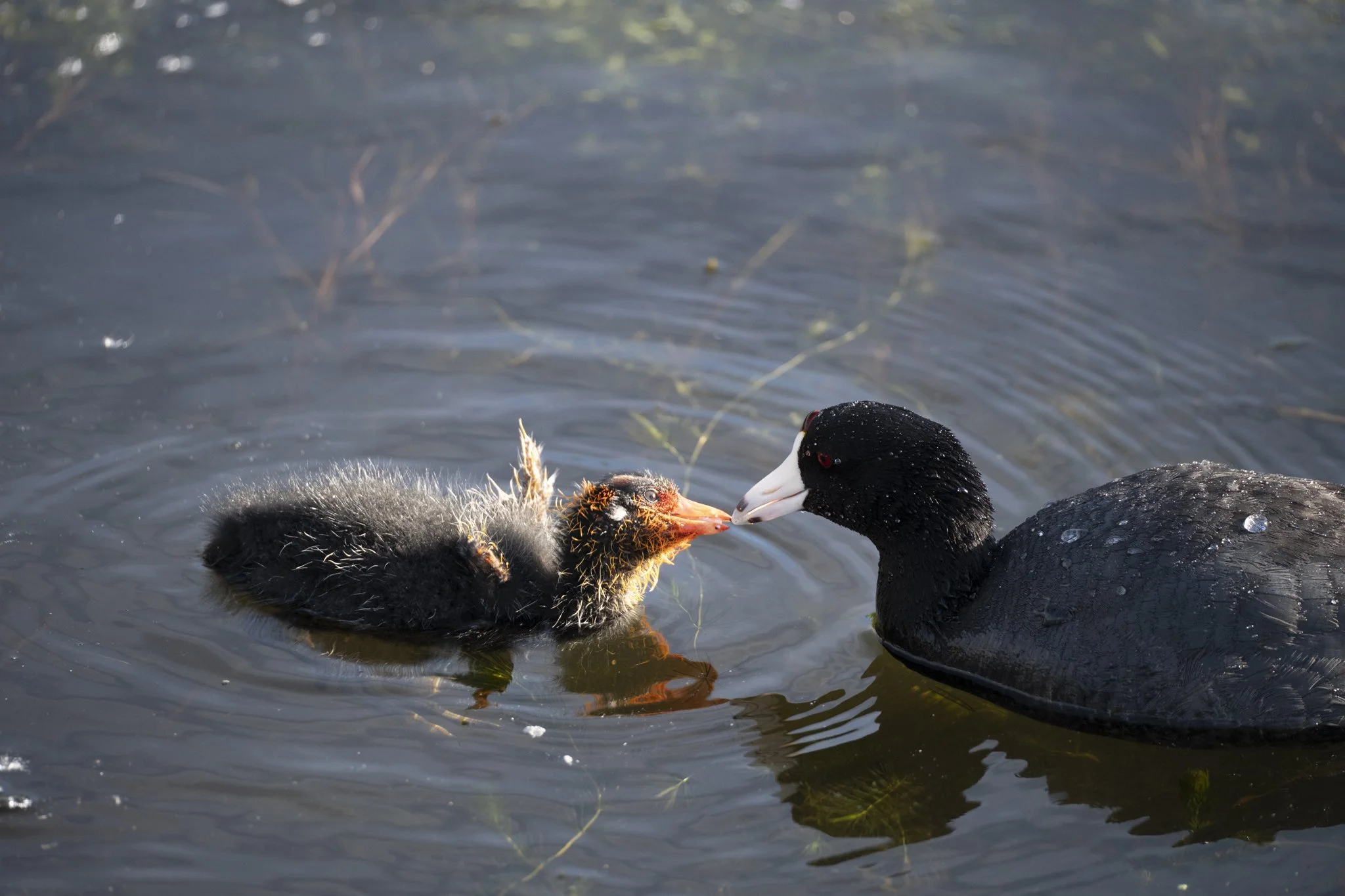 An American Coot feeds lake vegetation to its young chick.