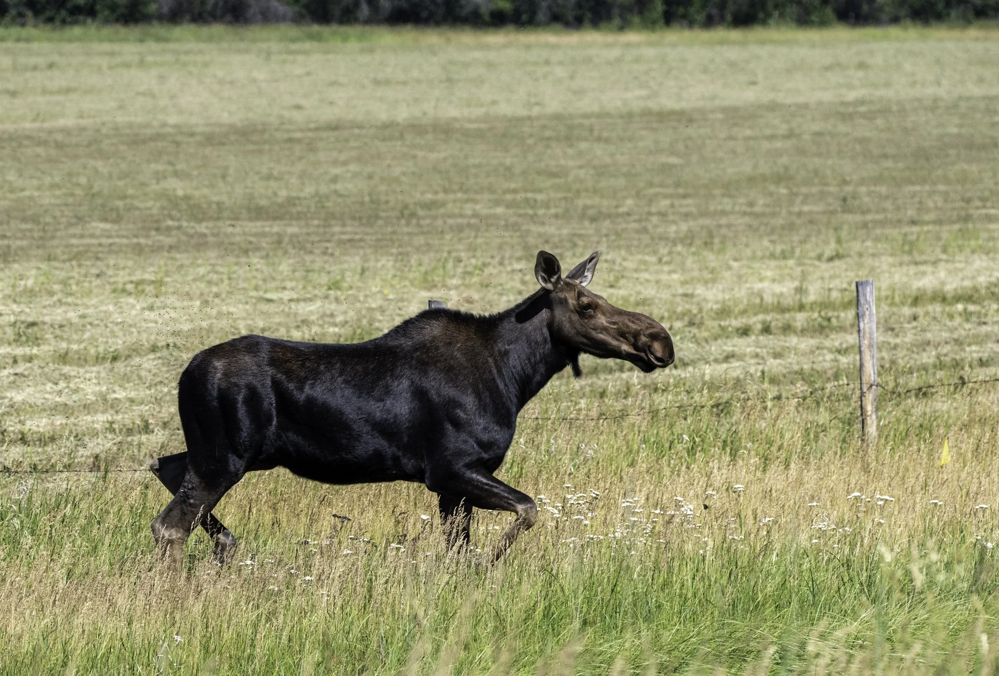 A moose trots in a ditch beside a road.