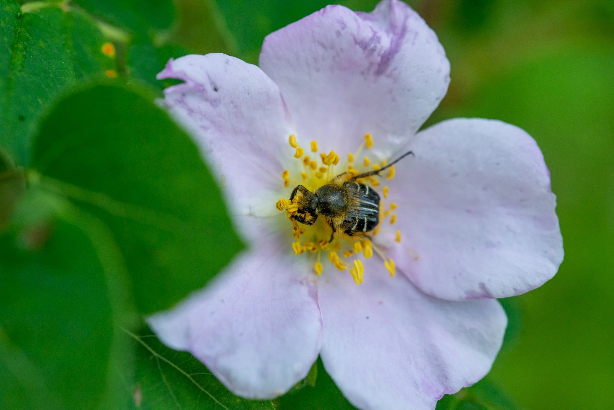 gallery2-wetland-construction-pollinators-misc-habitat-9776.jpg