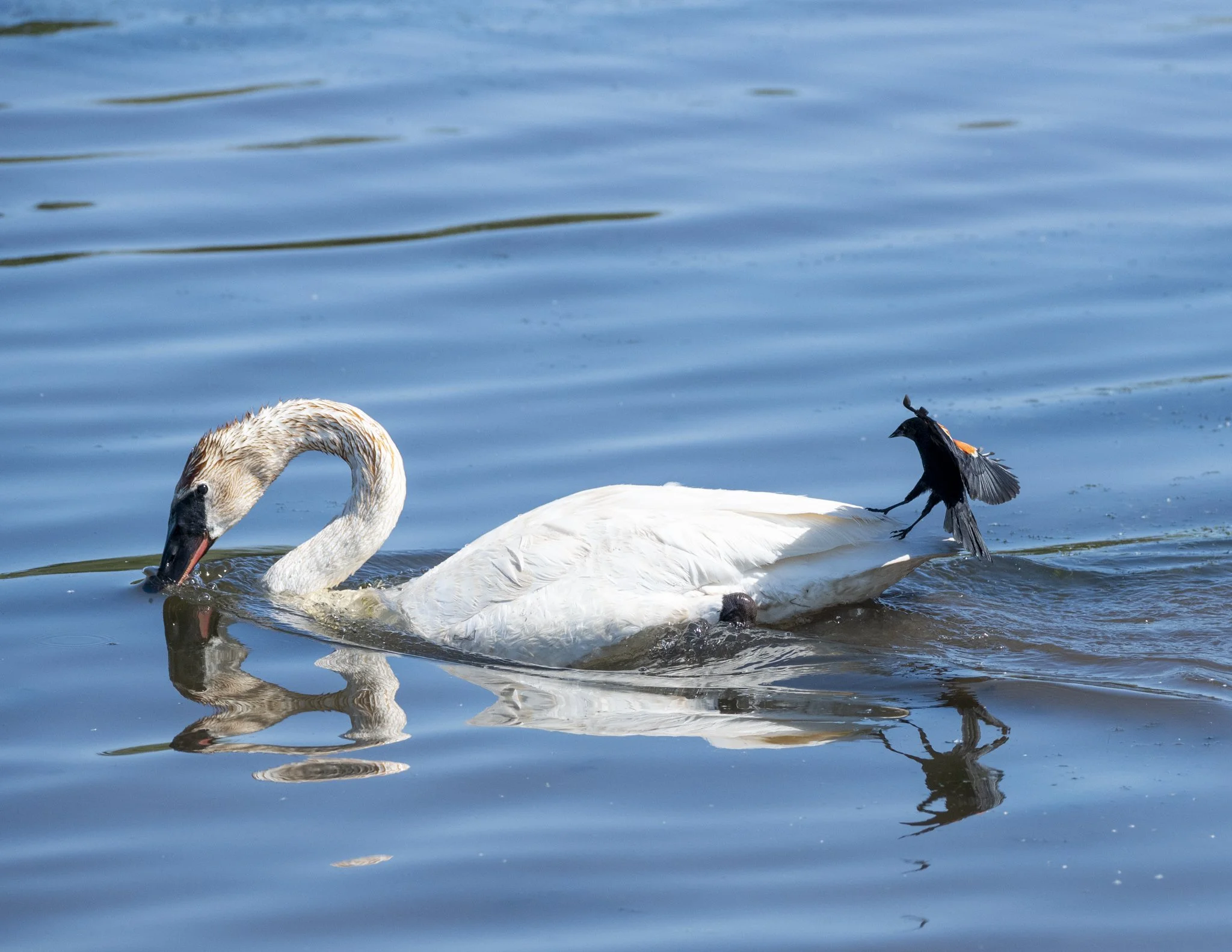 A Red-winged Blackbird touches down on the tail feathers of a Trumpeter Swan as it swims away.