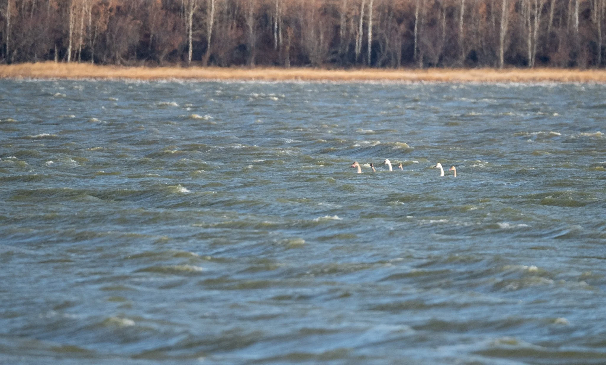 Trumpeter Swans appear as specks amongst the whitecaps on a lake.