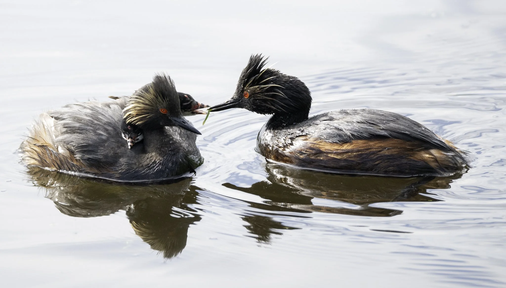 A Eared Grebe feeds its chick, while it rests on the back of a parent.
