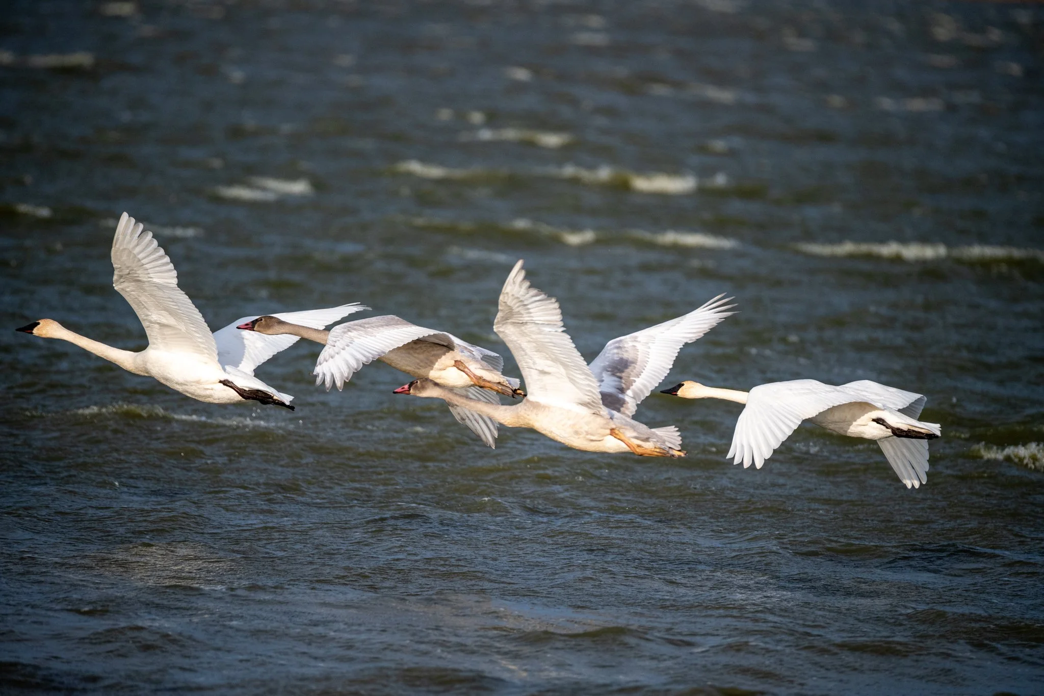 Trumpeter Swans fly by, low over a lake on a stormy day