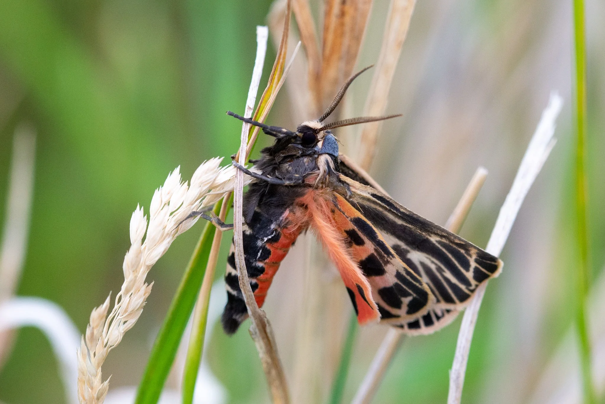 gallery2-wetland-construction-pollinators-misc-habitat-9859.jpg