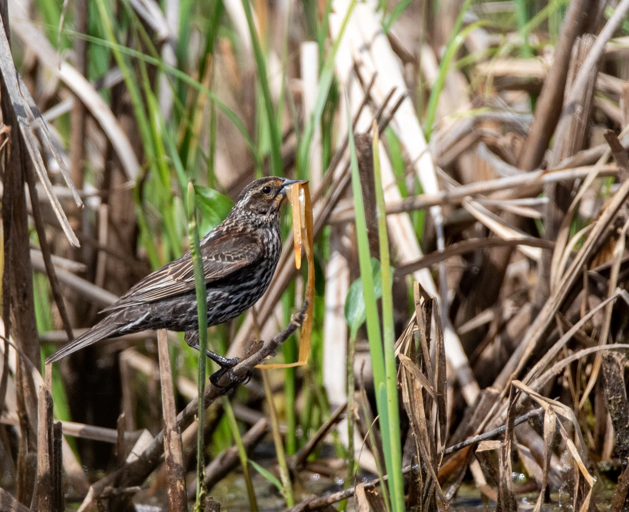 red-winged-blackbird-birds-8807.jpg