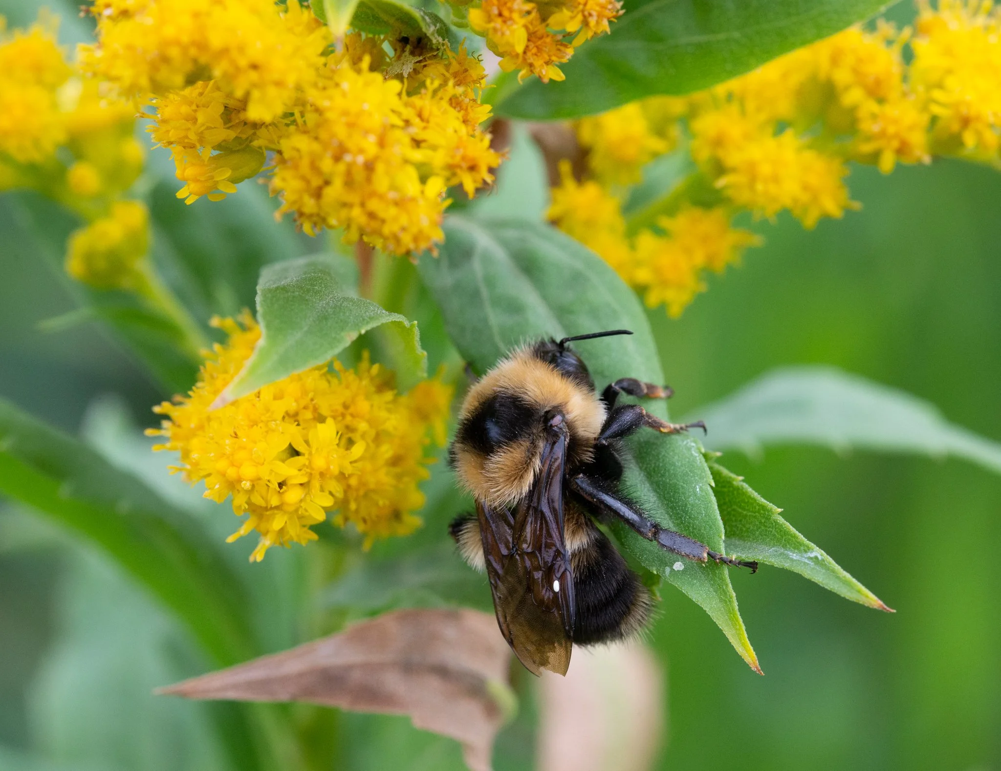 gallery2-wetland-construction-pollinators-misc-habitat-0157.jpg
