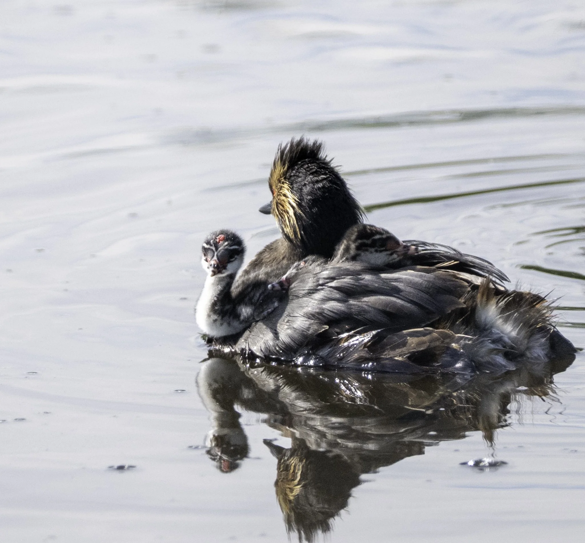 A Eared Grebe chick perches on the edge of its parent's back, looking at the scenery.