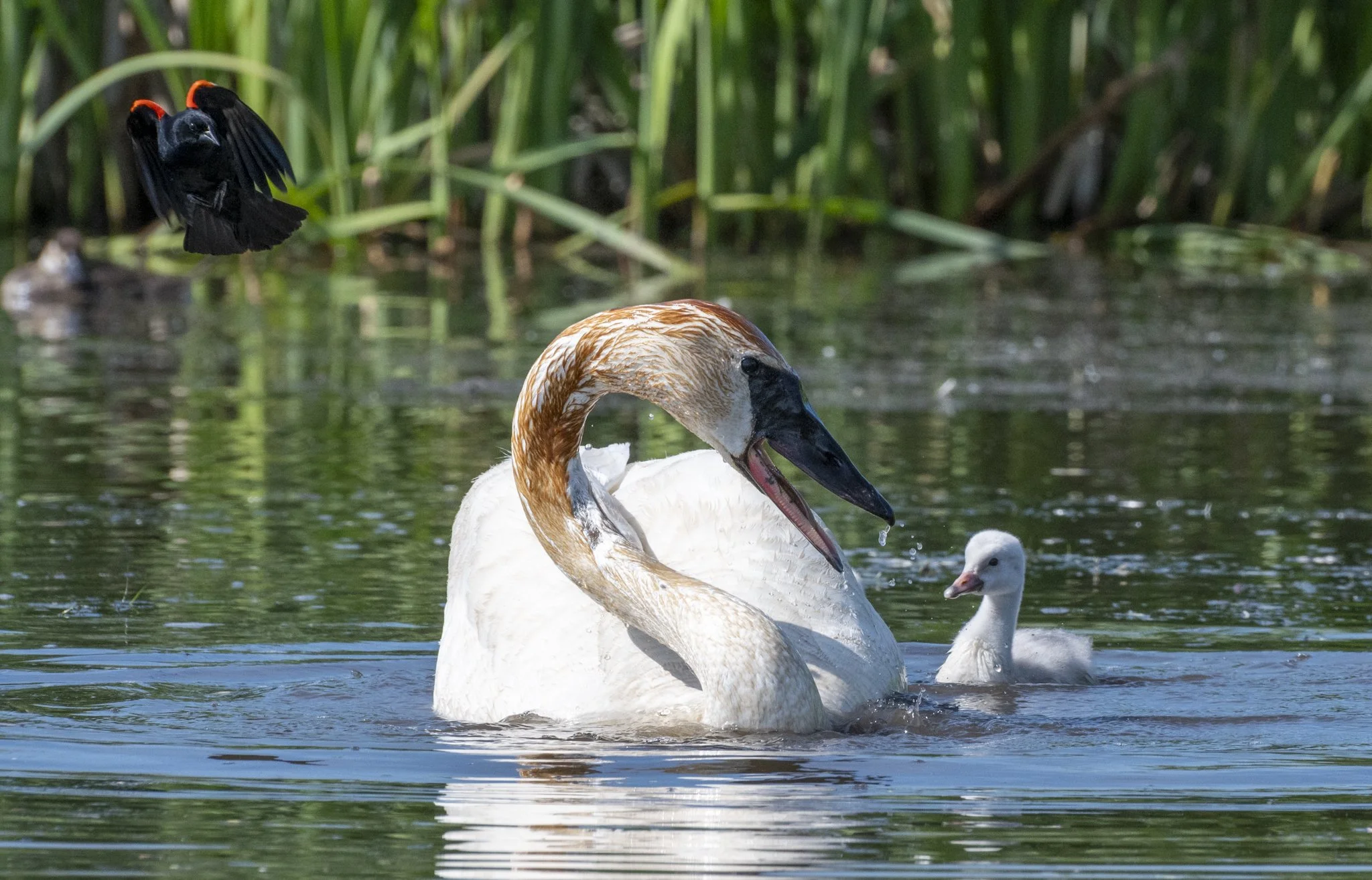 A Red-winged Blackbird attempts to chase a Trumpter Swan away from its habitat in the cattails.