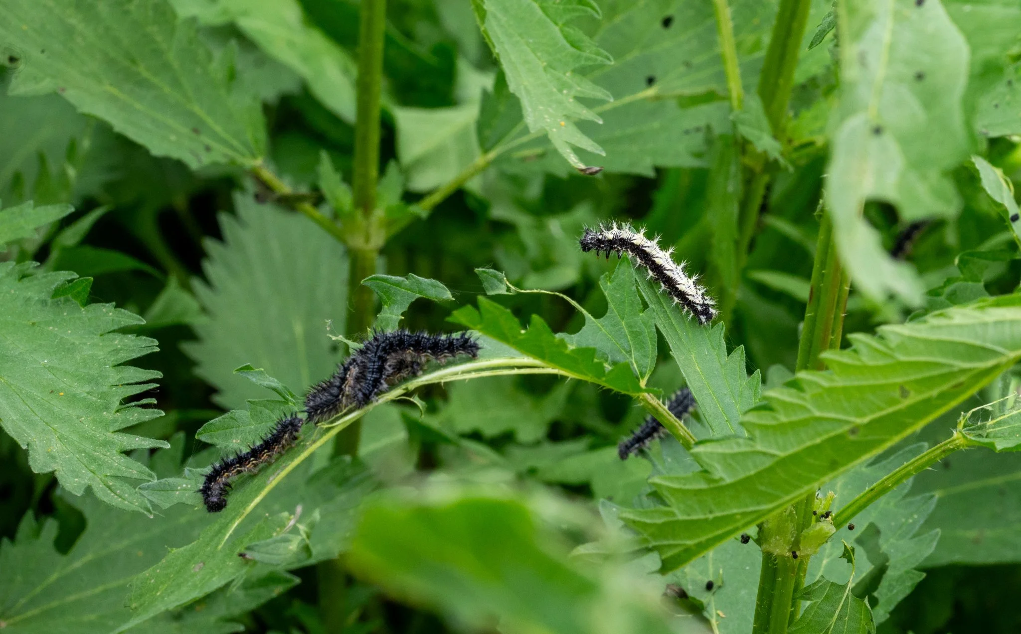 caterpillar-milbert's-tortoise-shell-nature-6875.jpg