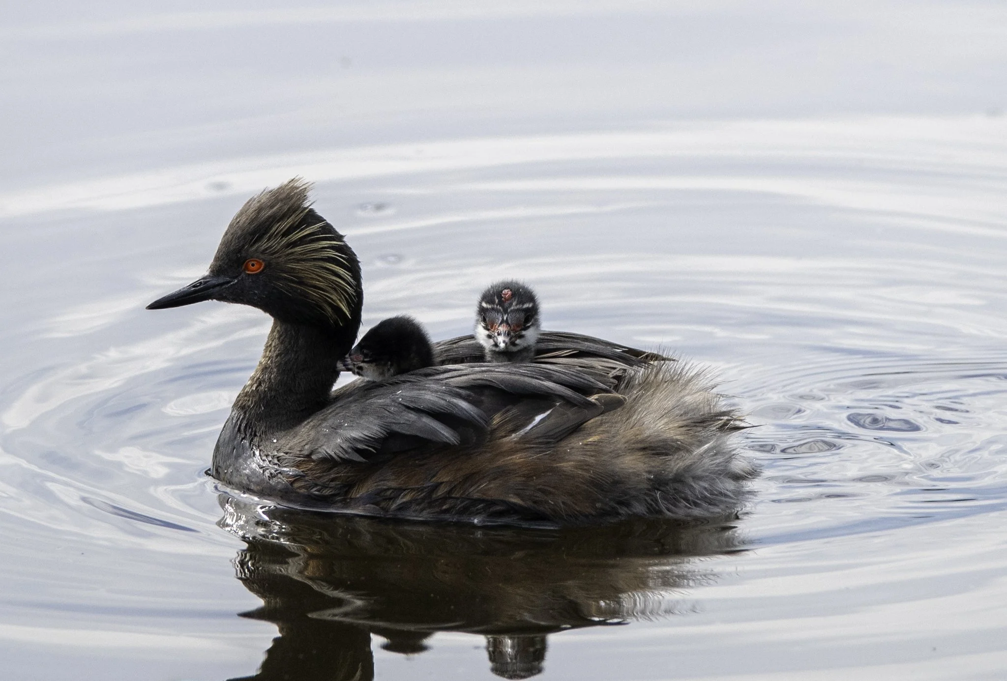 A Eared Grebe chick pears out from the feathers on its parent's back.